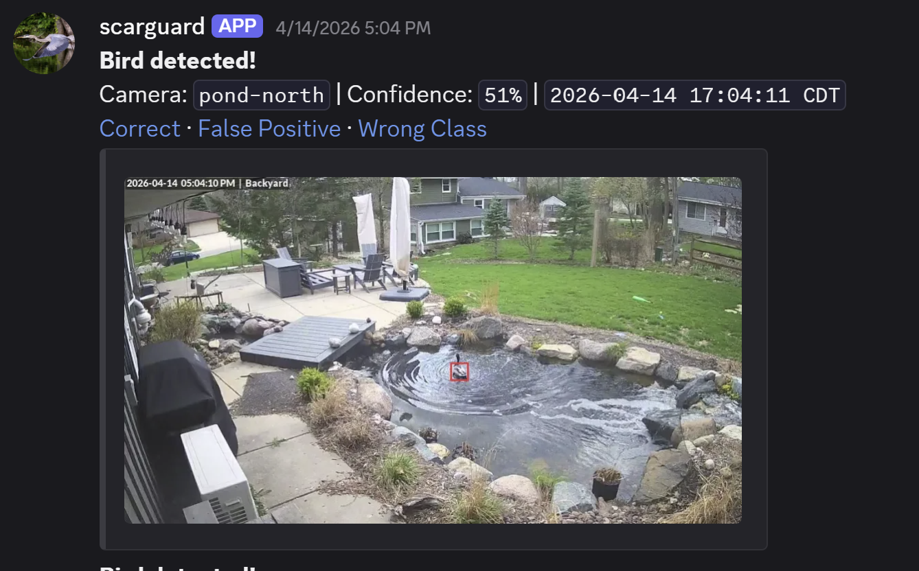 Discord notification showing a duck detection event with bounding box.